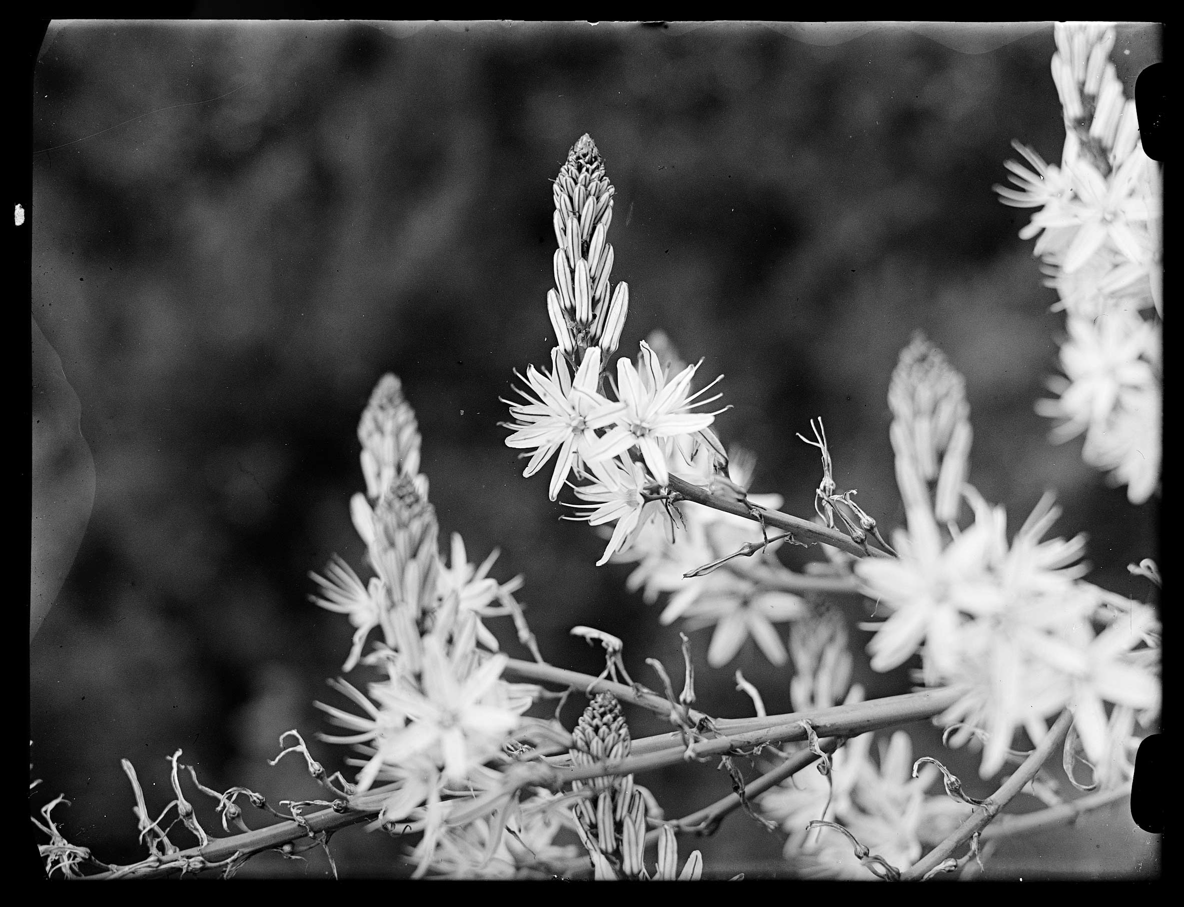 Korsika, April 1930, Affodillgewächs/<wbr>Grasbaumgewächs